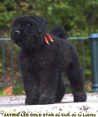 JAYMIE LEE &copy; Elevage de bouviers des flandres du Clos de la Luette specialis&eacute; pour le bouvier des flandres Copyrigth depose